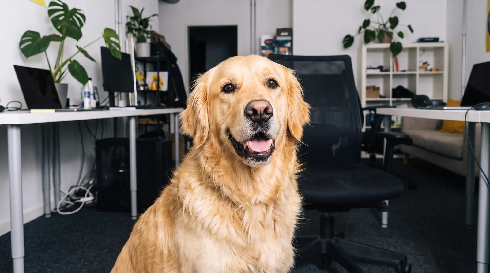 Bürohund im Team-Büro von canads